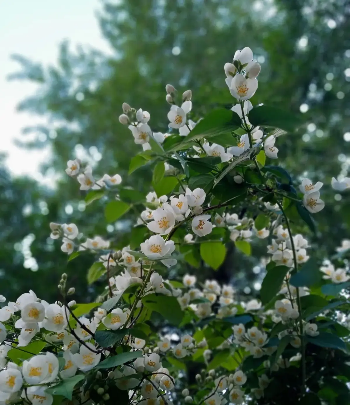 🌸 С добрым утром, дорогие друзья!
 Желаем вам лёгкой, продуктивной и вдохновляющей недели. 
Пусть к