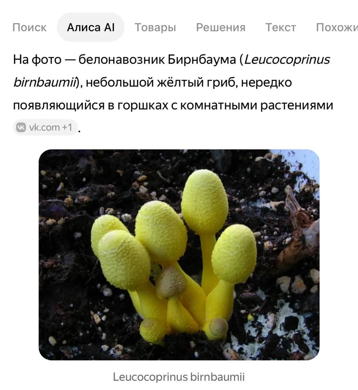 ☠️ Ядовитые грибы растут в горшках комнатных растений тюменцев из-за водопроводной воды

По крайней 