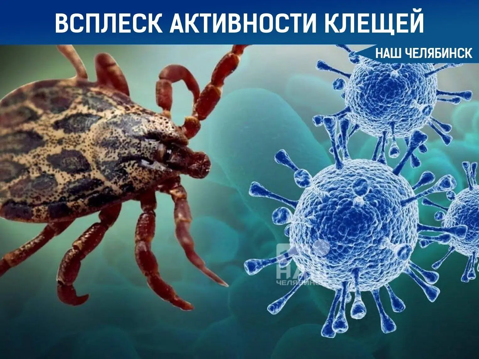 🕷 В конце лета в России начнется новый всплеск активности клещей