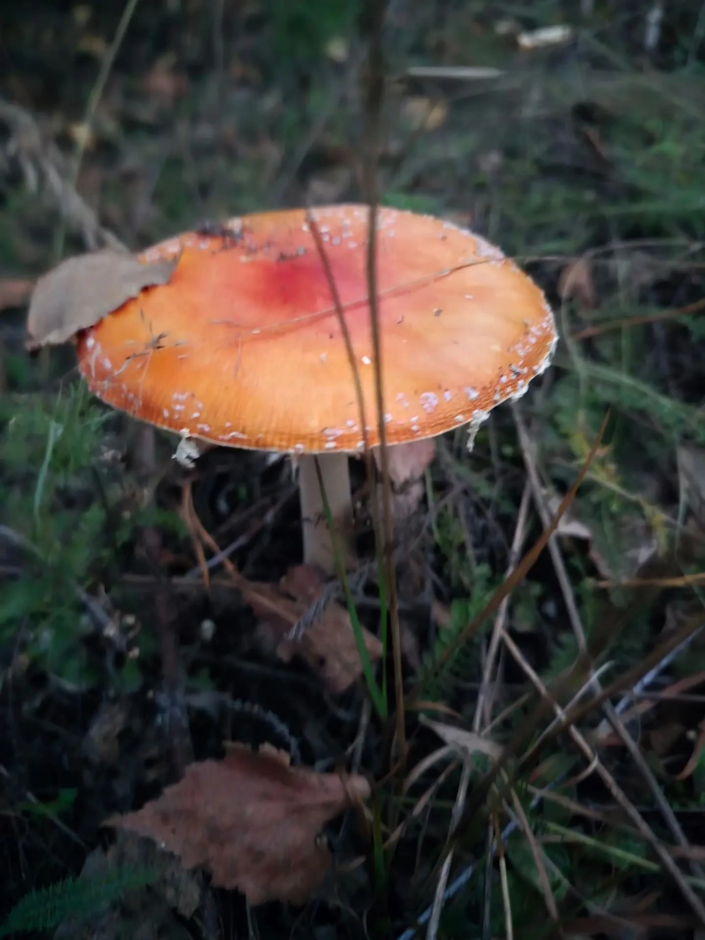 🍄 Красота, которую лучше оставить в лесу