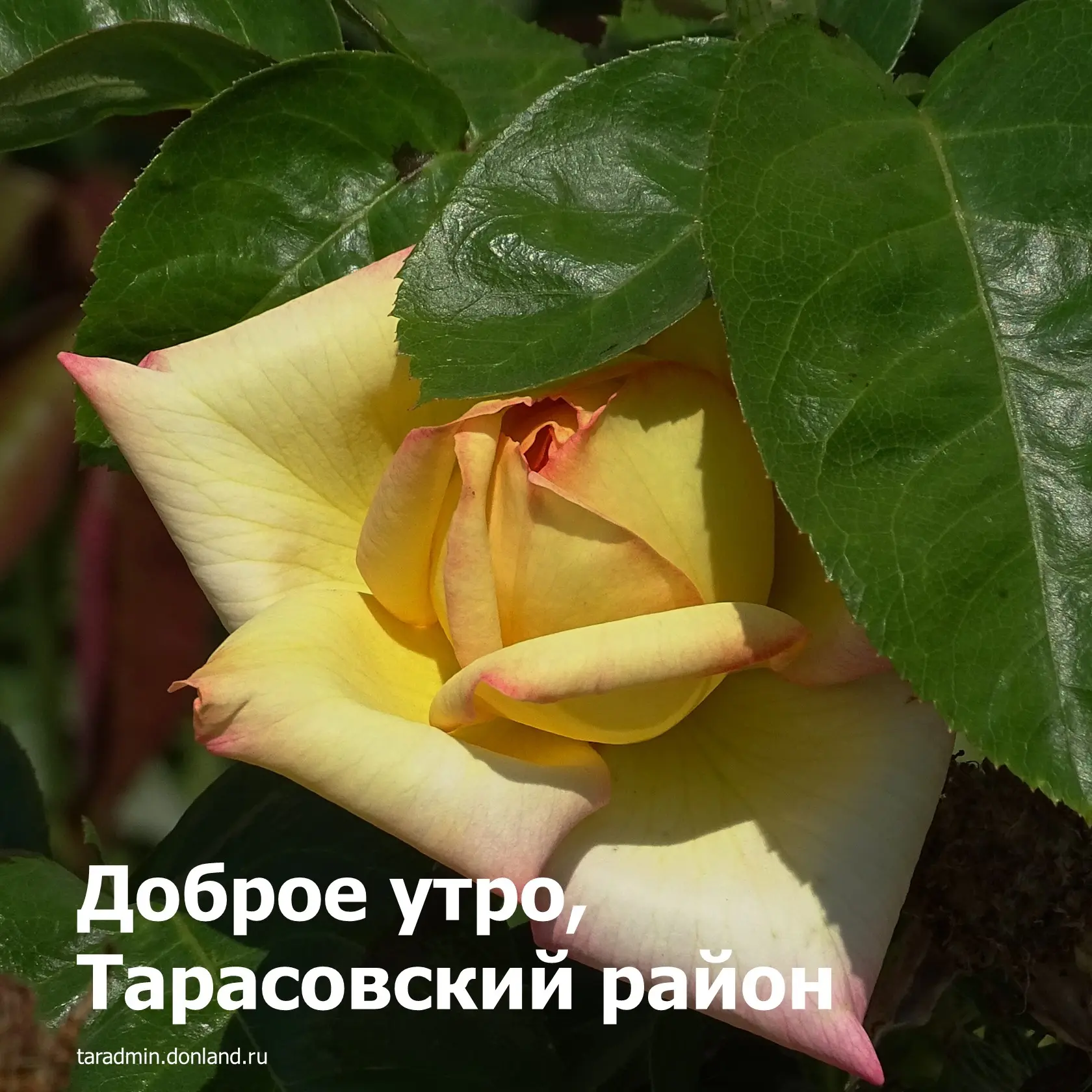 Доброе утро, уважаемые жители Тарасовского района!
