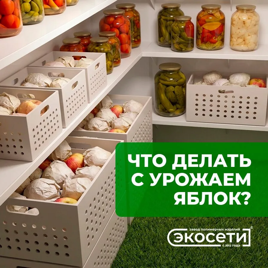 🍏 Яблочный ажиотаж: что делать с урожаем