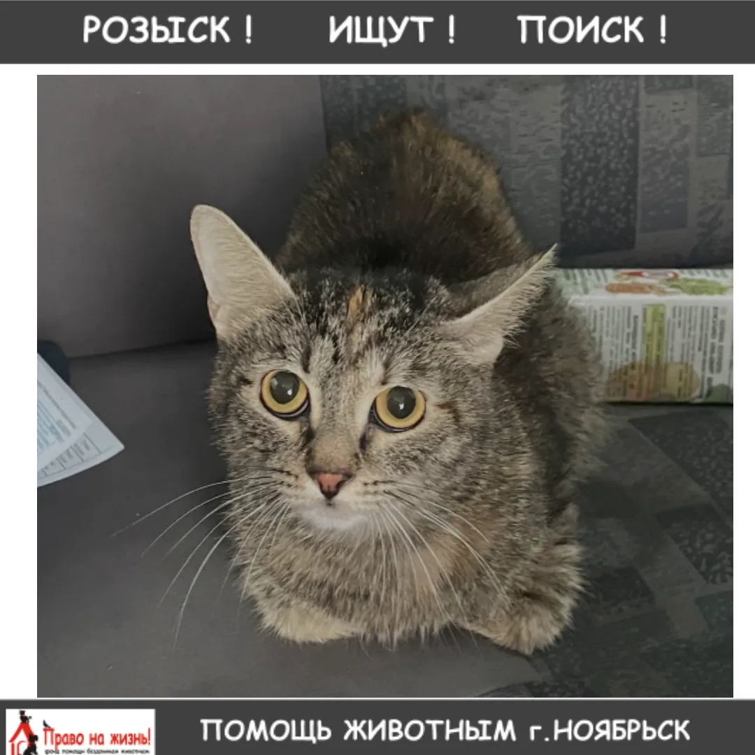 Пропала кошка