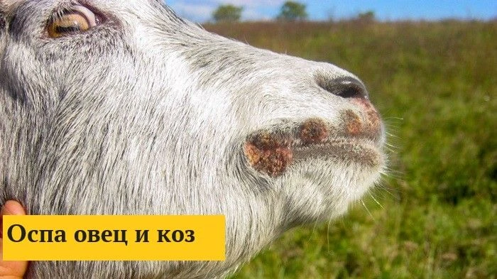 Оспа овец и коз — высоко контагиозная особо опасная болезнь, характеризующаяся лихорадкой и образова