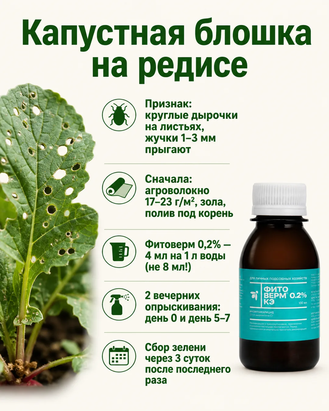 Капустная блошка на редисе