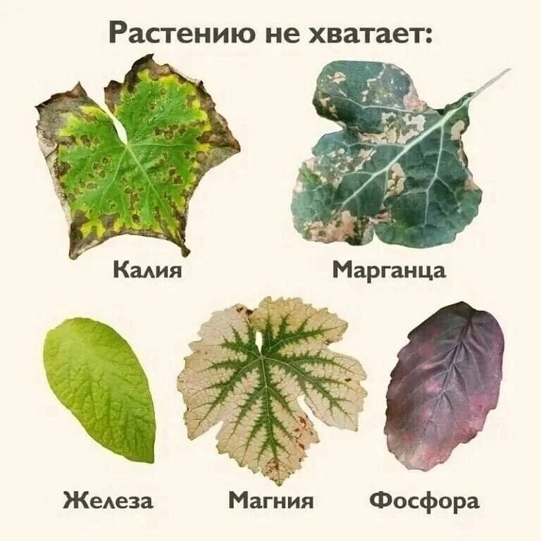 По внешнему виду листьев можно определить, каких витаминов и минералов не хватает расте...