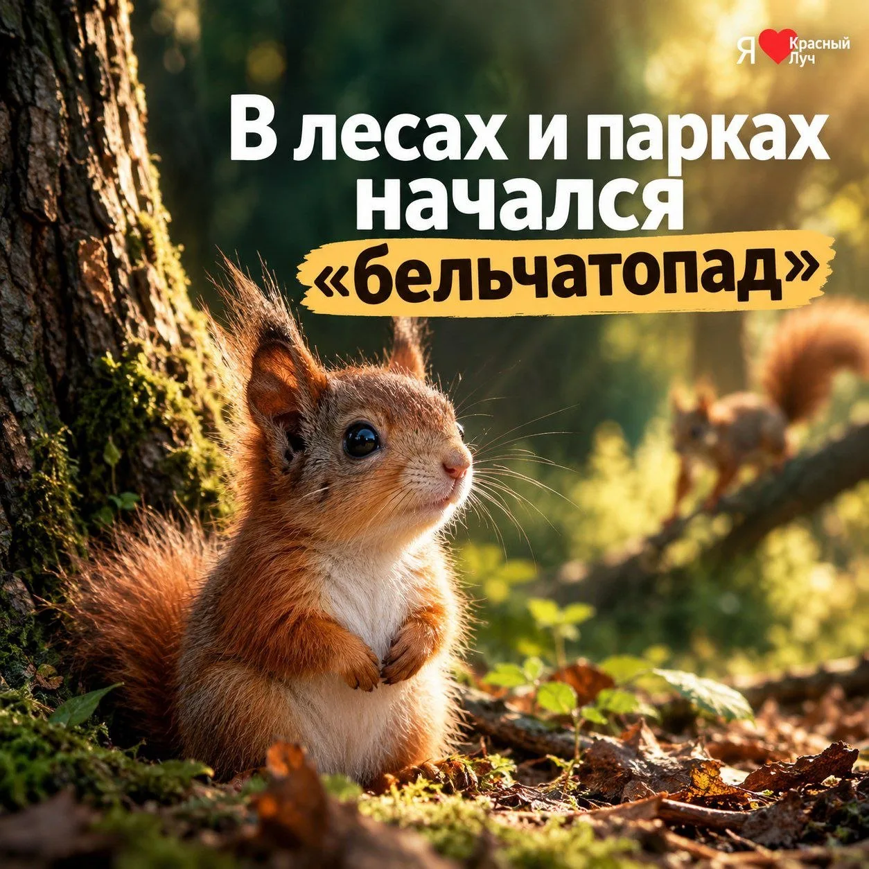 🐿️ В лесах и парках начался «бельчатопад»
