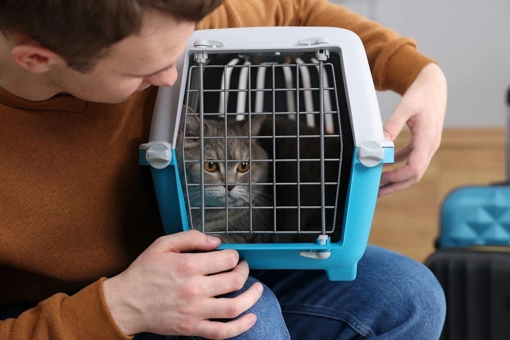 ☀️🐾 Как правильно перевозить животных в летний период