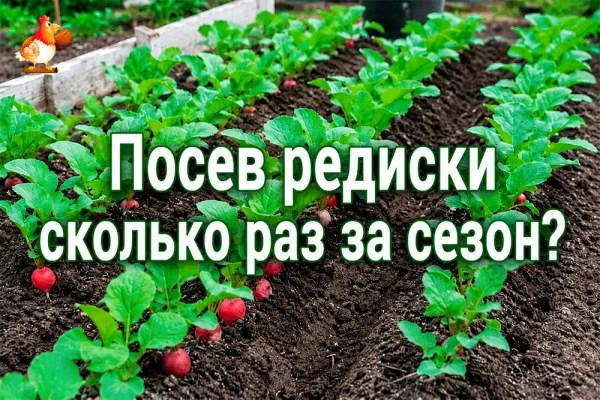 Редиска не должна быть “один раз и до свидания”. Повторный посев редиса – сколько раз з...