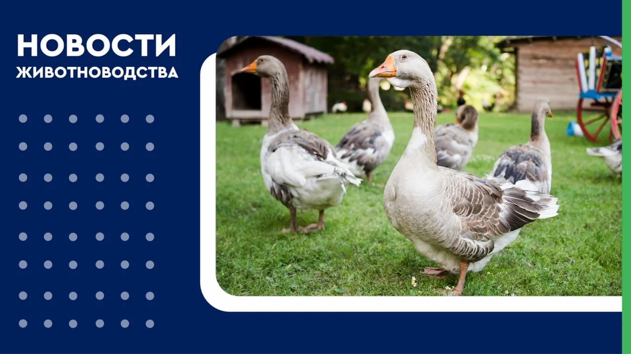 🐐 В генетический каталог сельхозживотных добавят коз и гусей