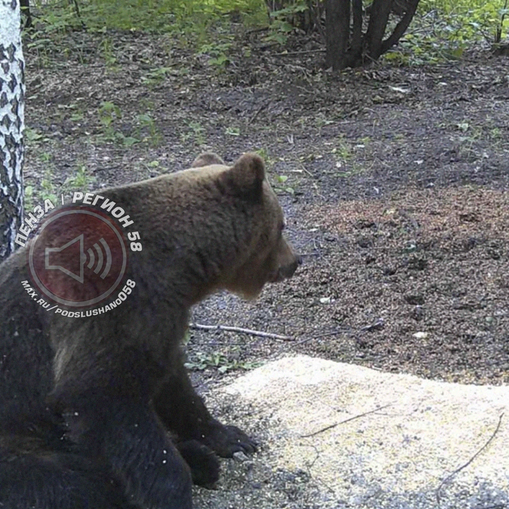 ❗🐻 Медведя обнаружили в Неверкинском районе области.