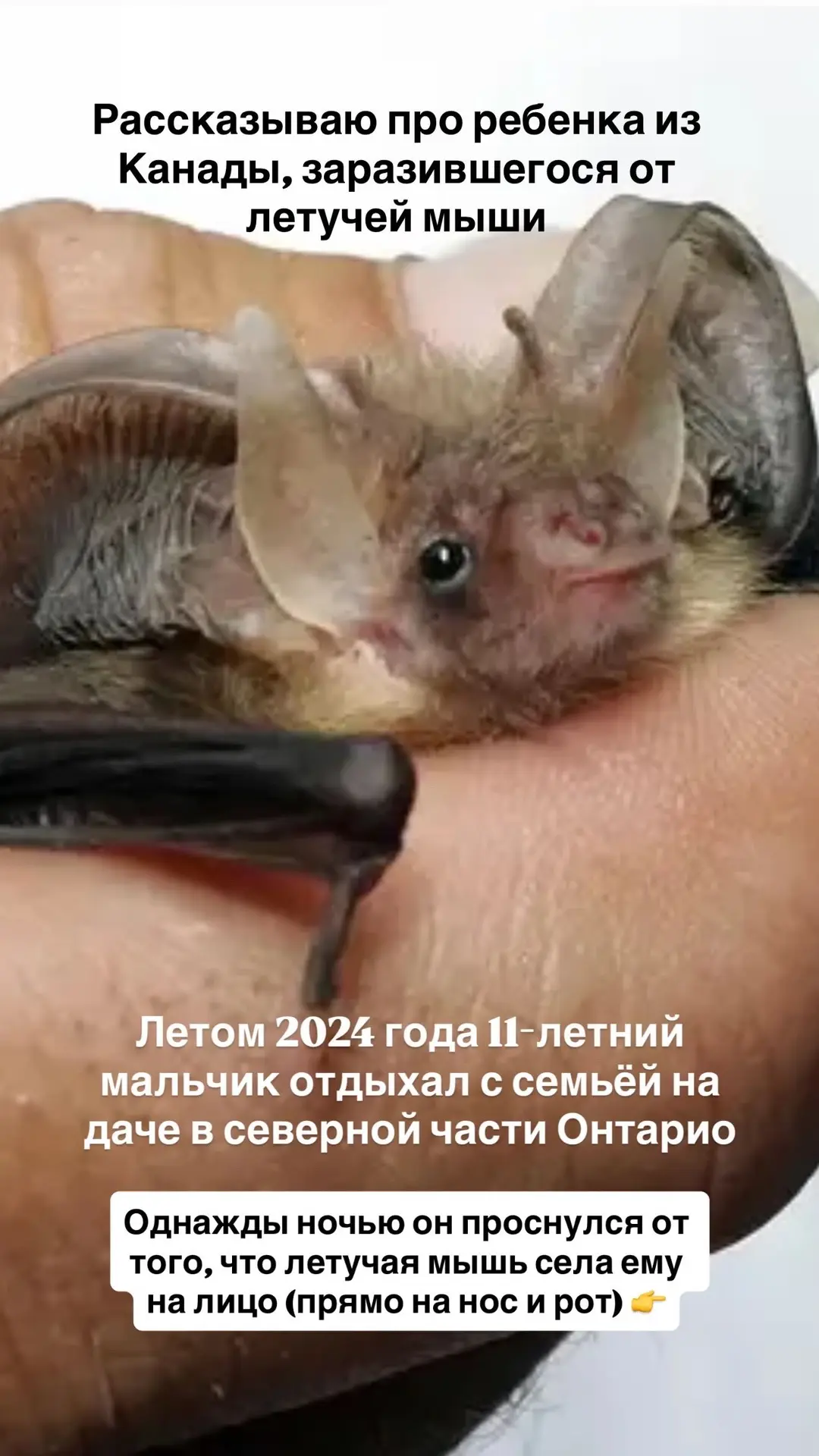 В тему летучих мышей и бешенства