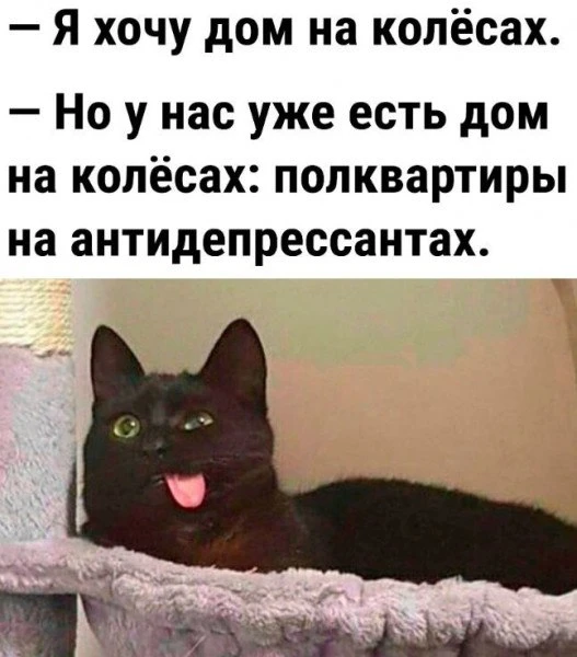 🦊 Весёлые Картинки  !