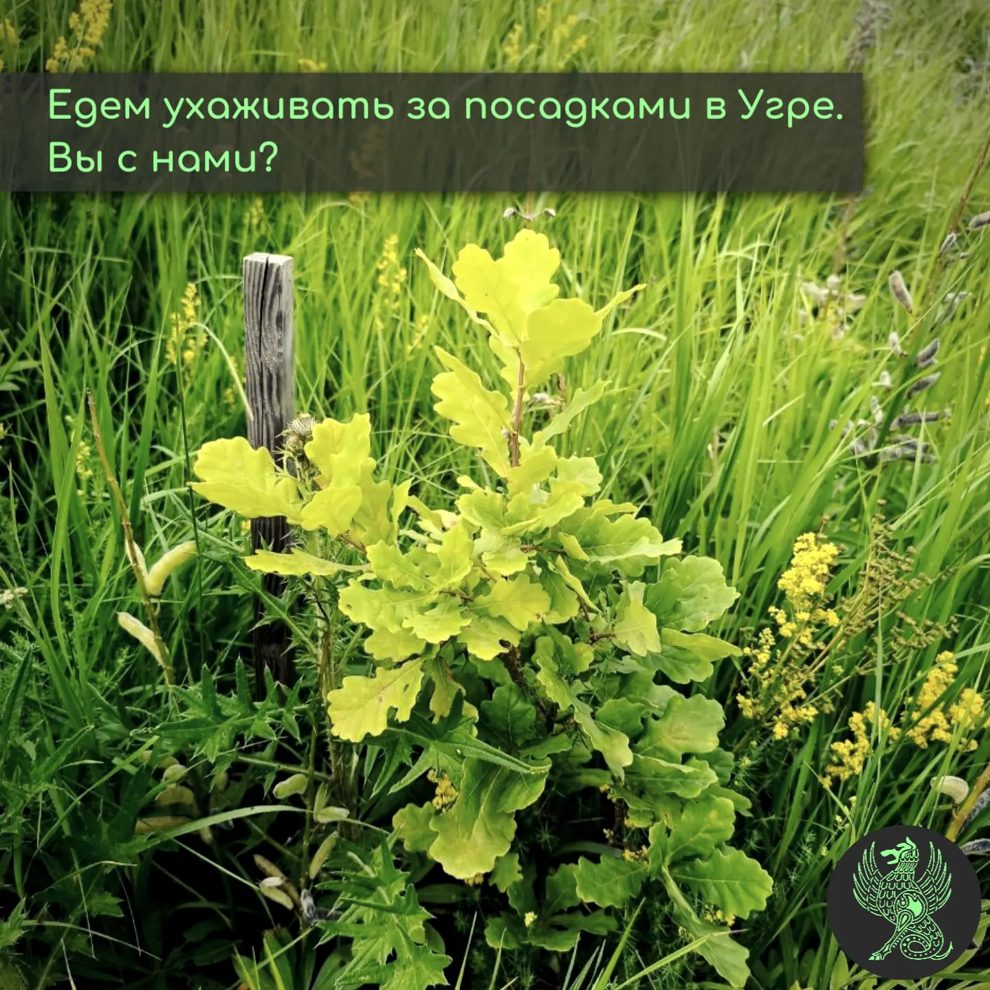 Едем ухаживать за посадками в Угре. Вы с нами?

В выходные 27–28 июня отправляемся ухаживать за наши