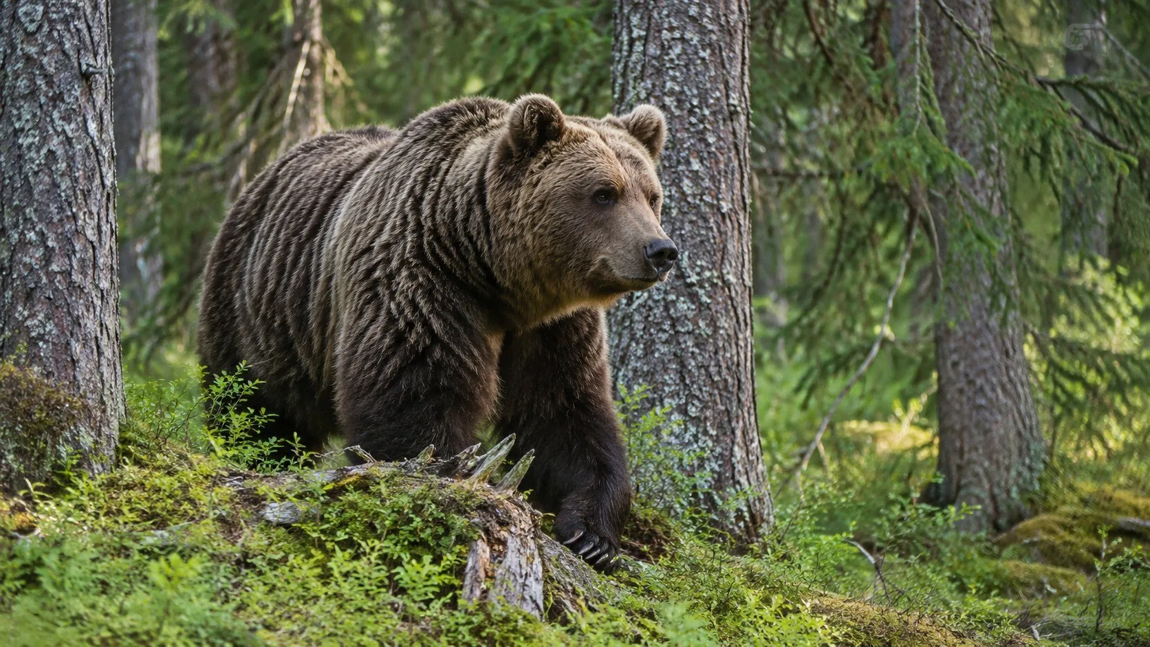 🐻😱В Татарстане медведи начали расширять территорию обитания