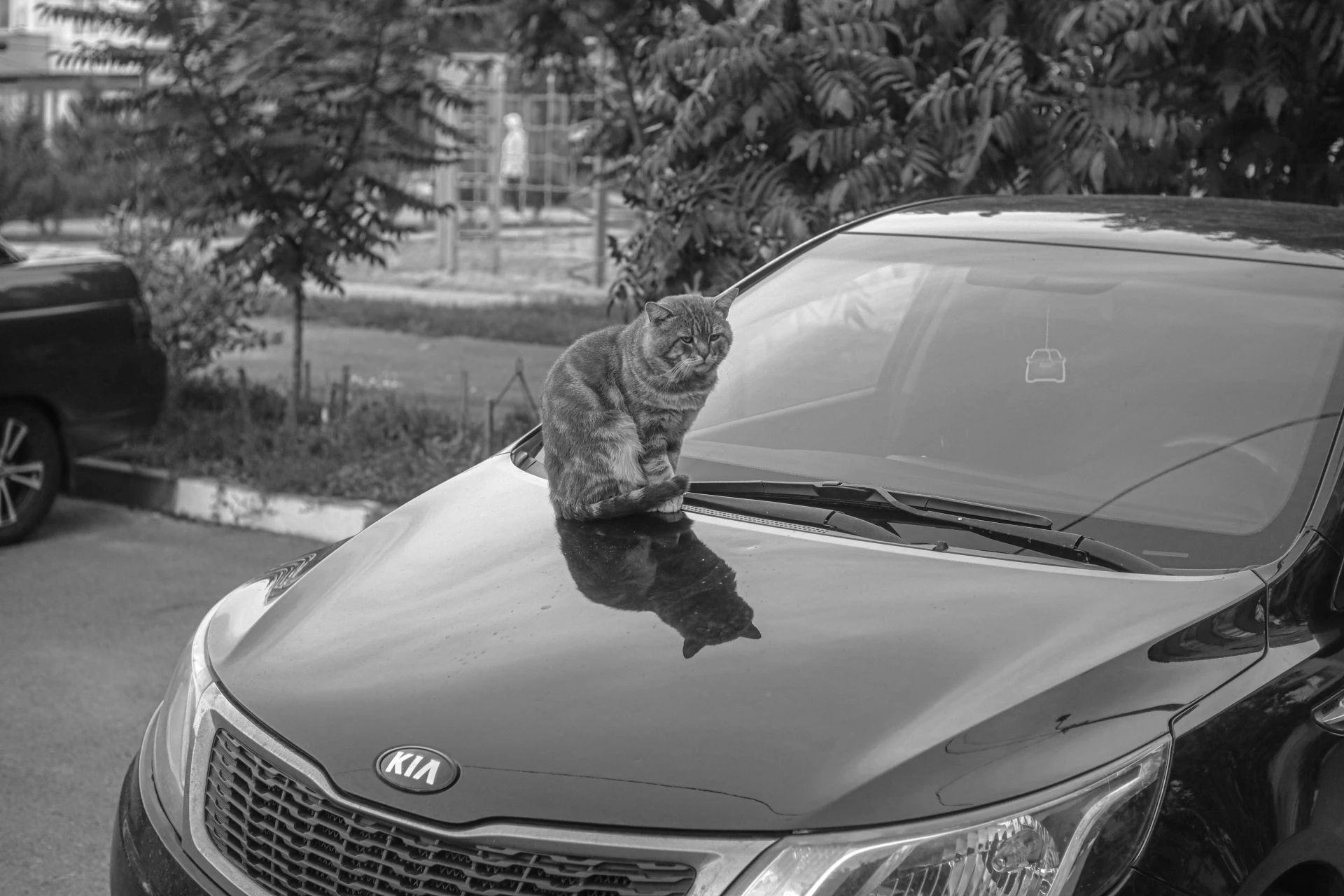 Кого я вечером встретил! Фёдор Михайлович – сидит важный на капоте, контролирует район....