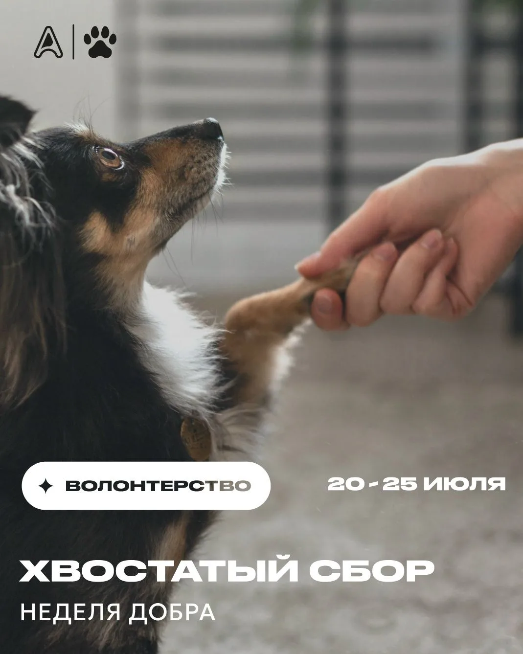 🐾 В Центре идет неделя добра «Хвостатый сбор»: приглашаем вас внести свой вклад в помощь животным

