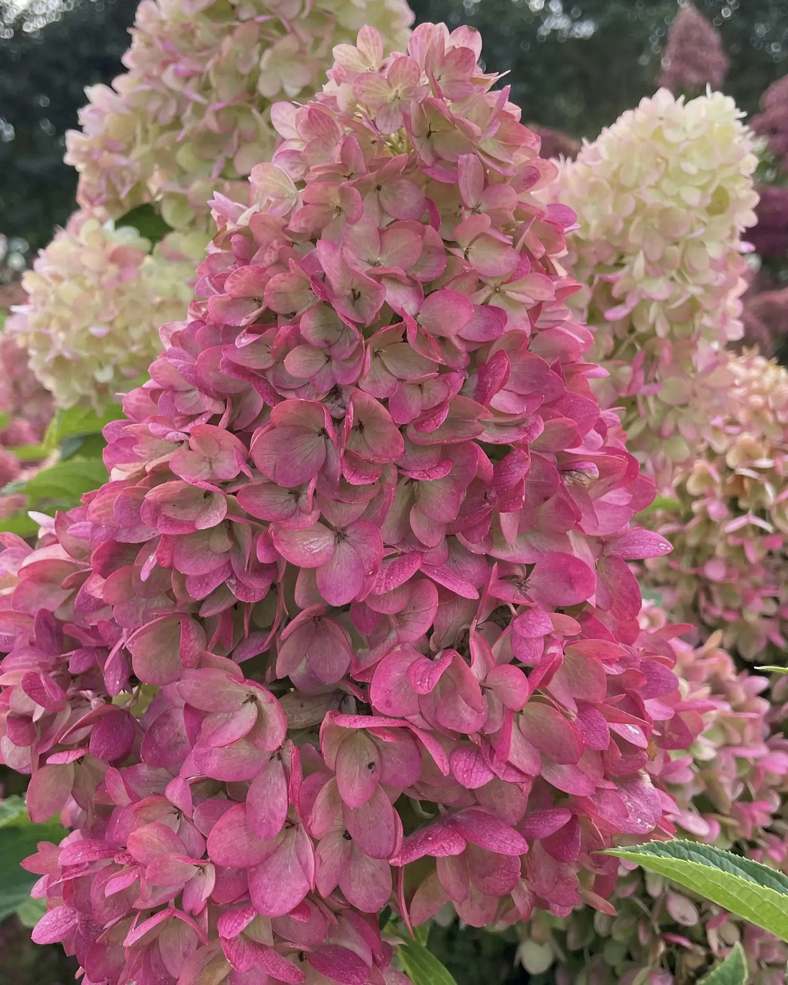 🌸 Гортензия метельчатая Гарденлайт Редлайт — сорт для тех, кто любит насыщенные оттенки и компактную