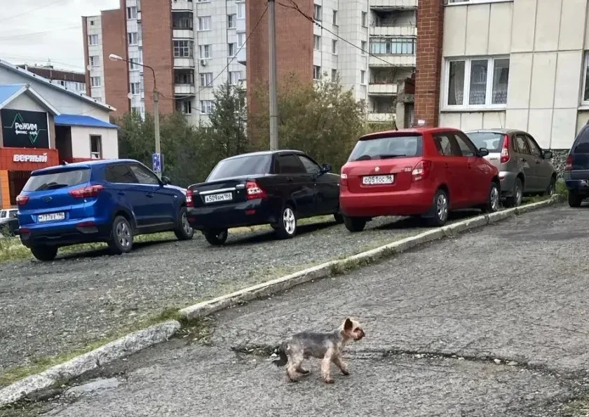 На улице Профсоюзной бегала маленькая собачка, чья?