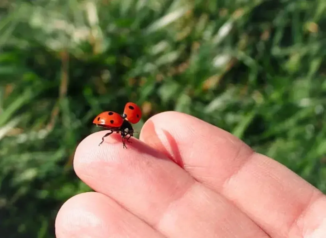 "Божья коровка маленький жучок,чёрная головка, в пятнышко бочек"🐞
📣13 июня отмечается праздник, по