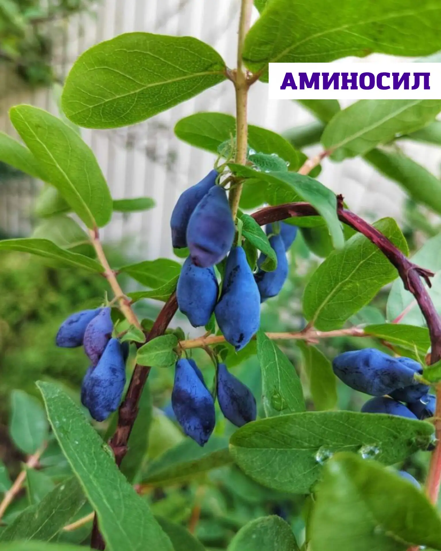 🫐Жимолость — это неприхотливая, вкусная и очень полезная ягода.   Она хорошо подходит для большинств