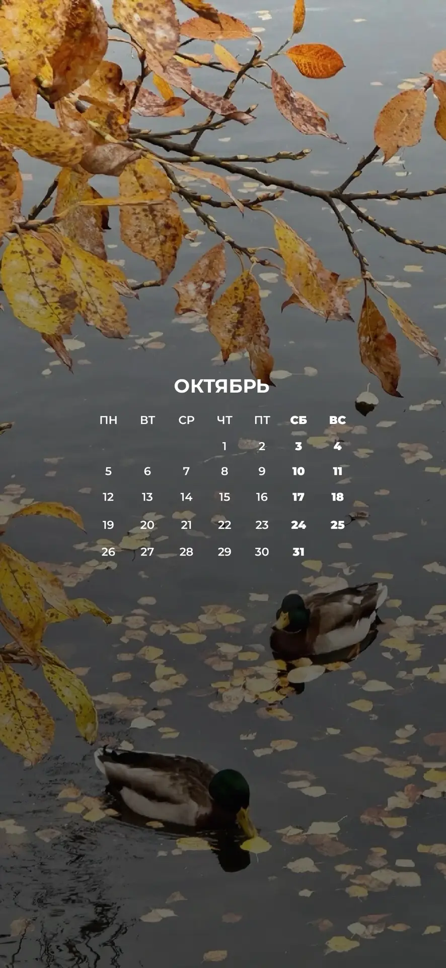 🍁 Октябрь раскрасил город в теплые цвета!