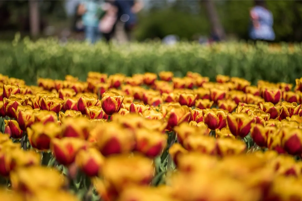 🌷 Когда Стамбул превращается в город тюльпанов  Каждую весну Стамбул переживает одно из самых красив