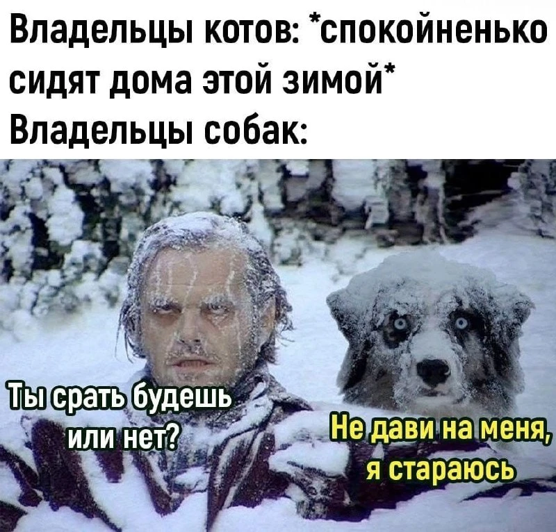 ⚡кошка и собака ⚡ юмор ⚡️breedsinfo ⚡️dogmem