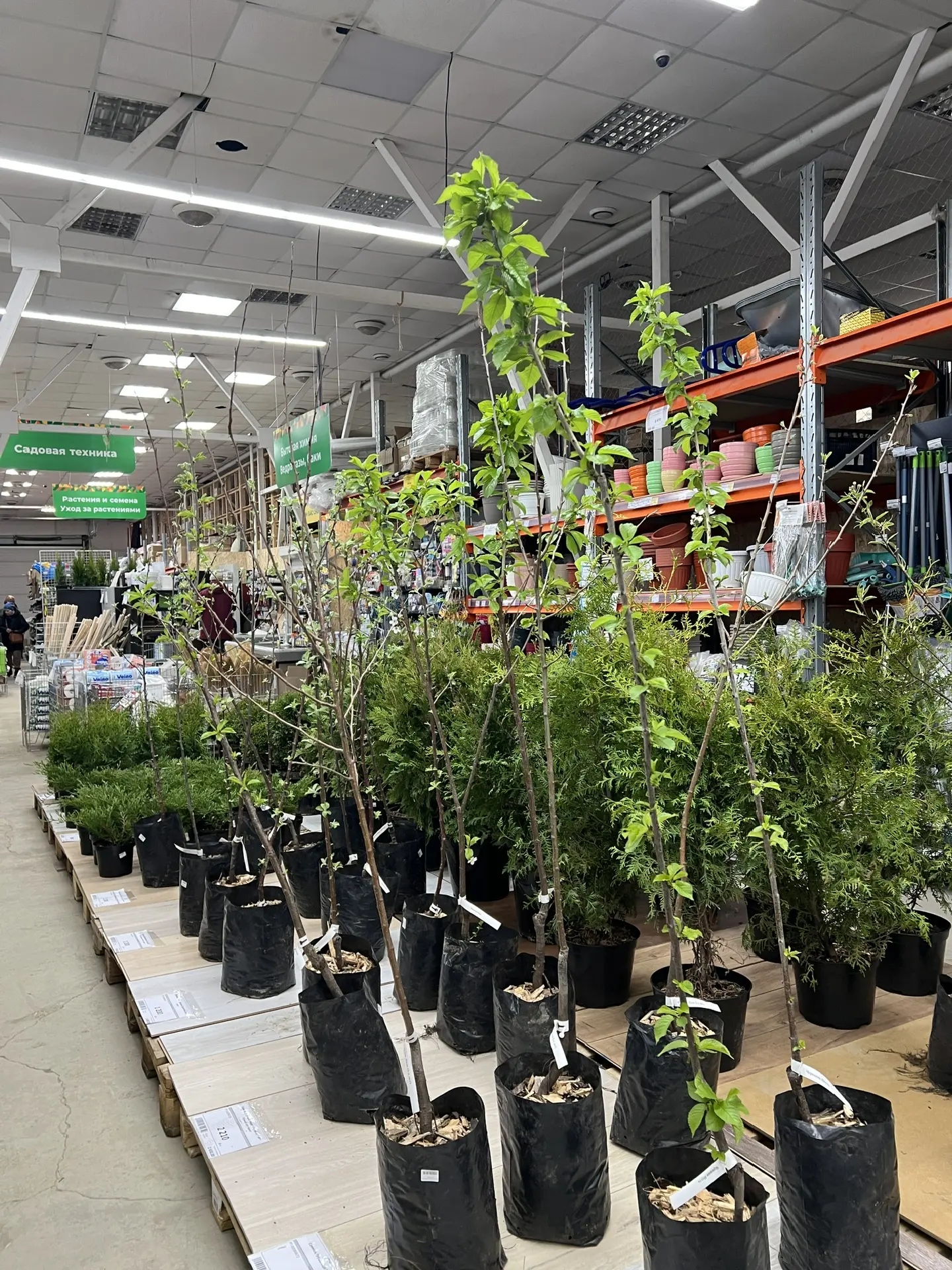 ➡️ В Костроме поступление растений для вашего ландшафта! 🌿🌲