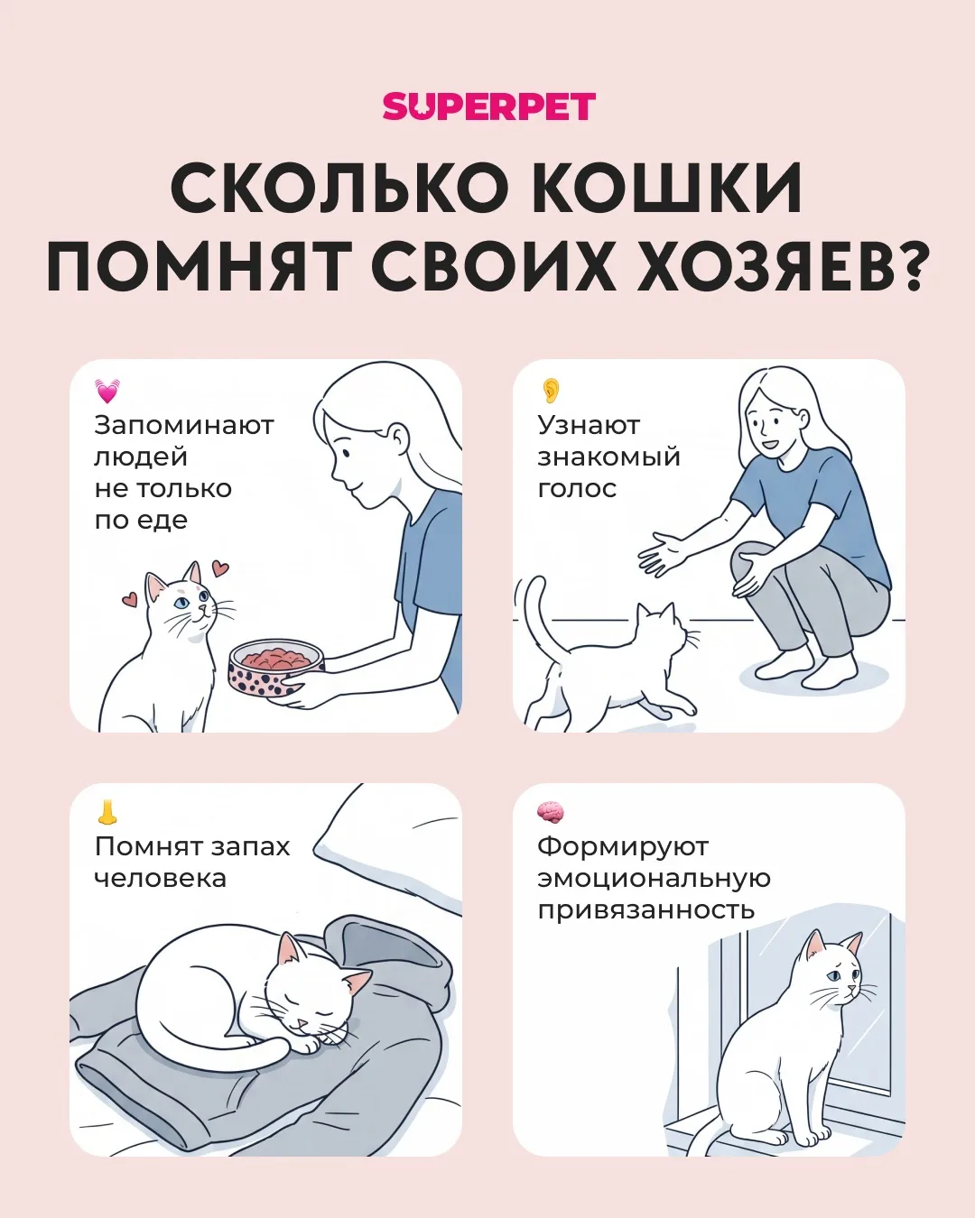 Сколько кошки помнят своих хозяев?