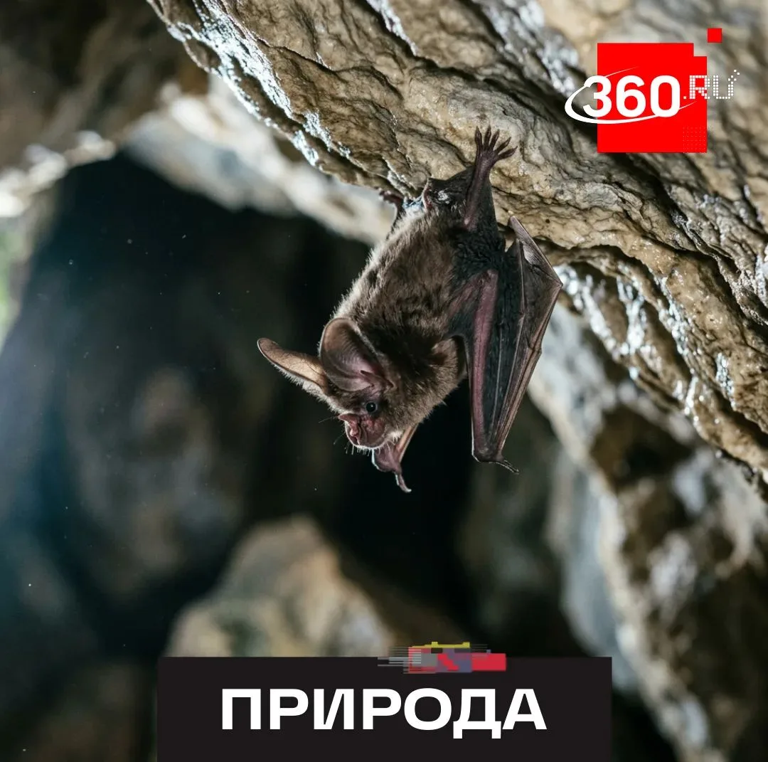 Летучие мыши все чаще встречаются жителям России