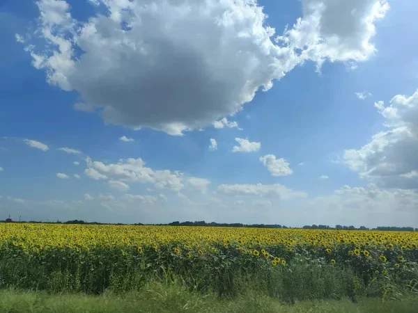 ☀️ Температура до +24 градусов вернется в Ростов-на-Дону на новой рабочей неделе