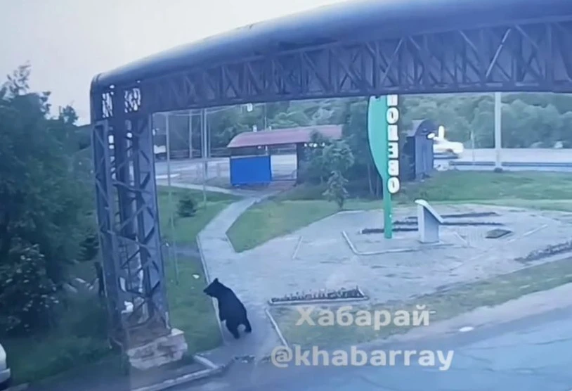 Медведи ходили по пляжу и лыжной базе