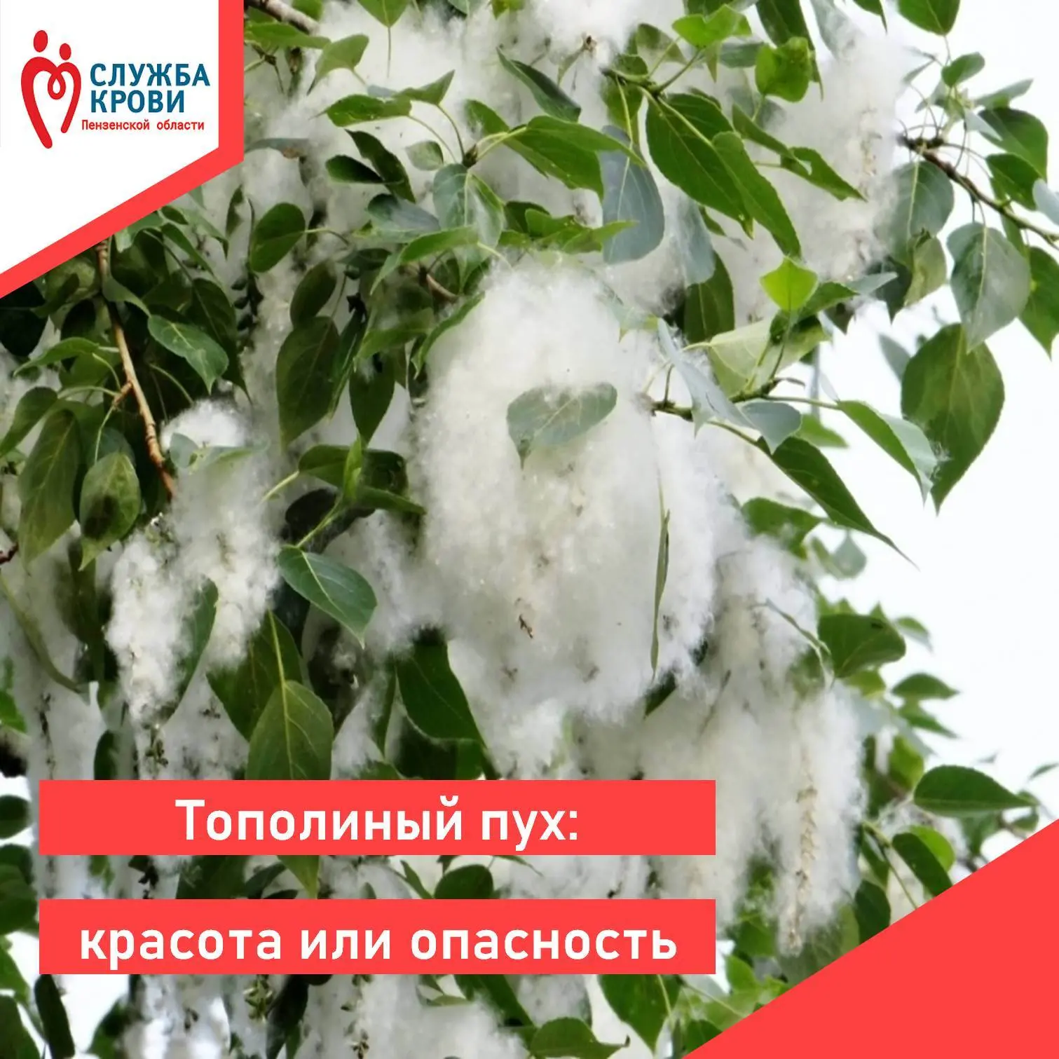 🍃Тополиный пух: красота или опасность? Разбираемся, чем он может навредить и как себя ...