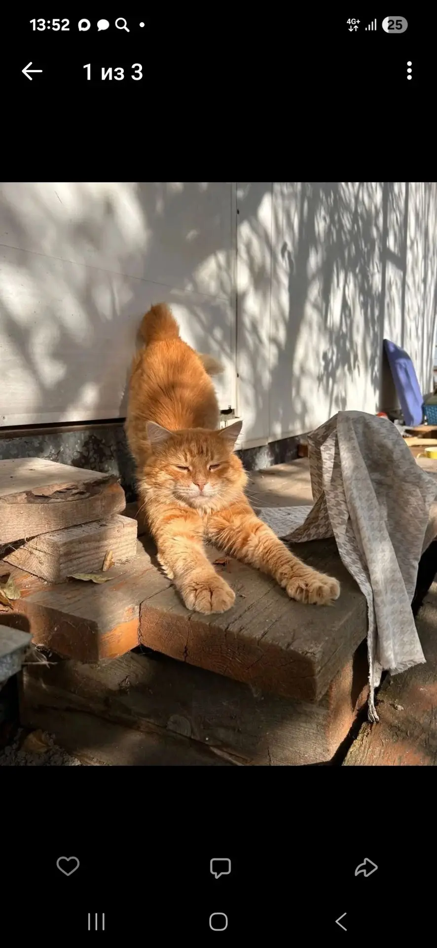 РЫЖИК💖🐾🔥