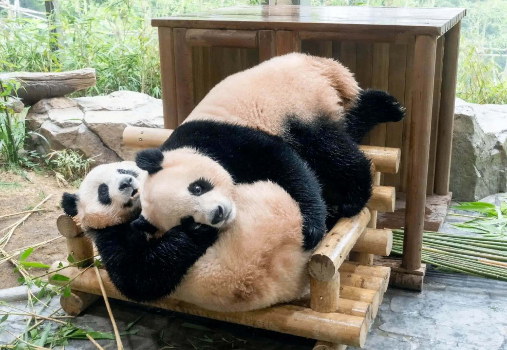 🐼 Этих двух панд в Южной Корее уже успели полюбить тысячи посетителей, но в декабре се...
