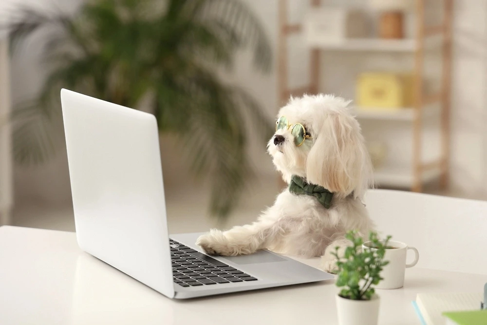 🐕‍🦺 Питомца можно взять с собой на работу

Это возможно, если на рабочем месте нет особых санита