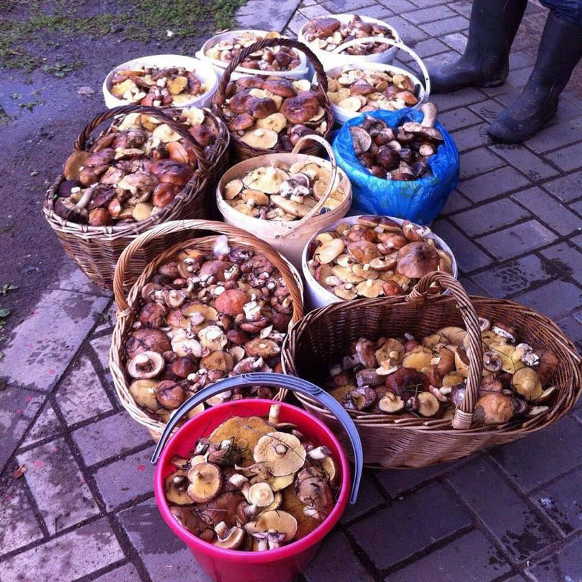 🍄‍🟫 Самыми грибными местами Подмосковья эксперты назвали Серпухов, Чехов и Дмитровский округ

При 