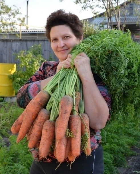 Я морковь сею следующим образом.