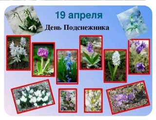 День подснежника отмечается ежегодно 19 апреля во многих странах мира.