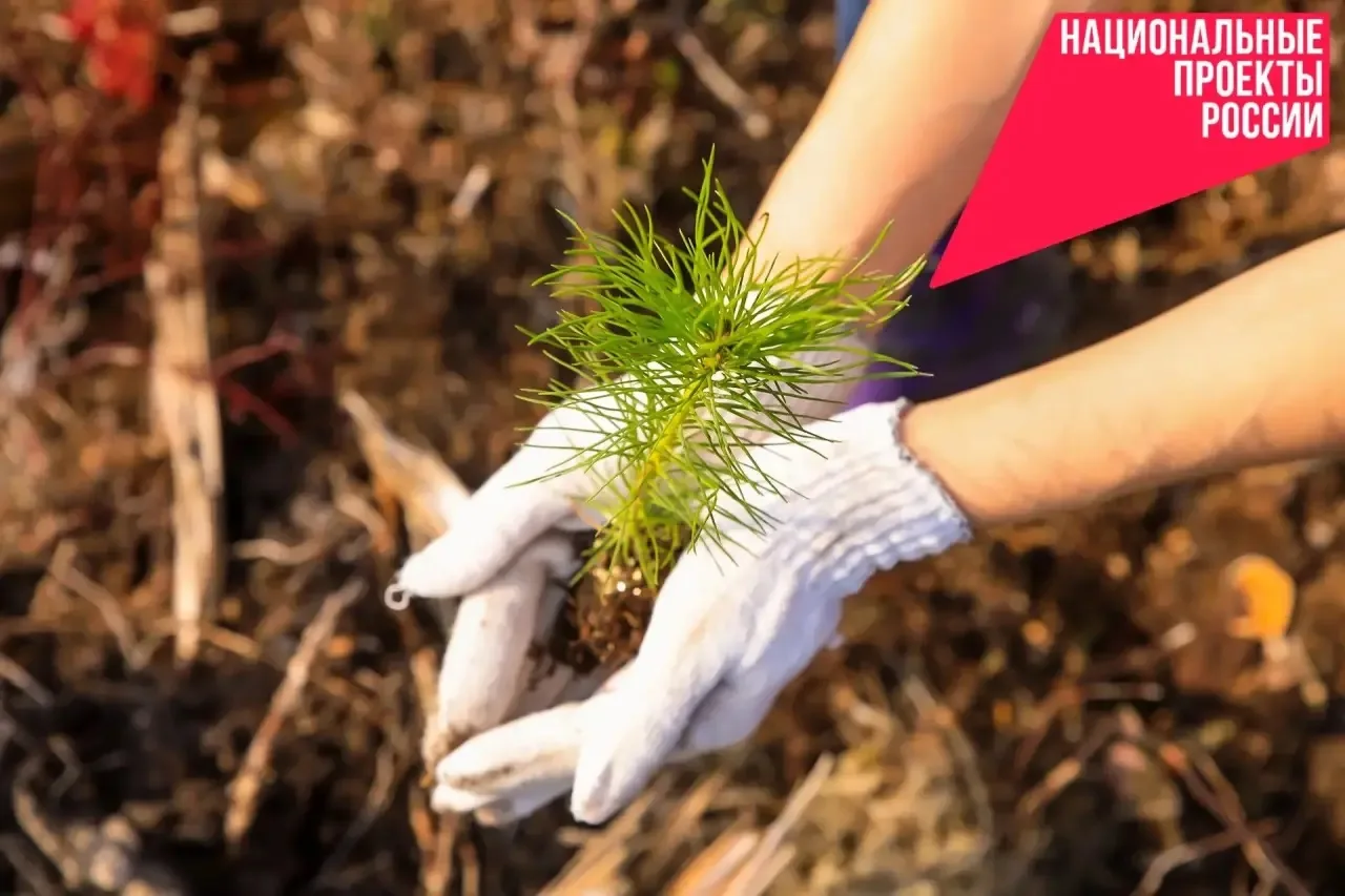 🌳В Новгородской области на землях лесного фонда активно реализуются мероприятия в рамках региональн