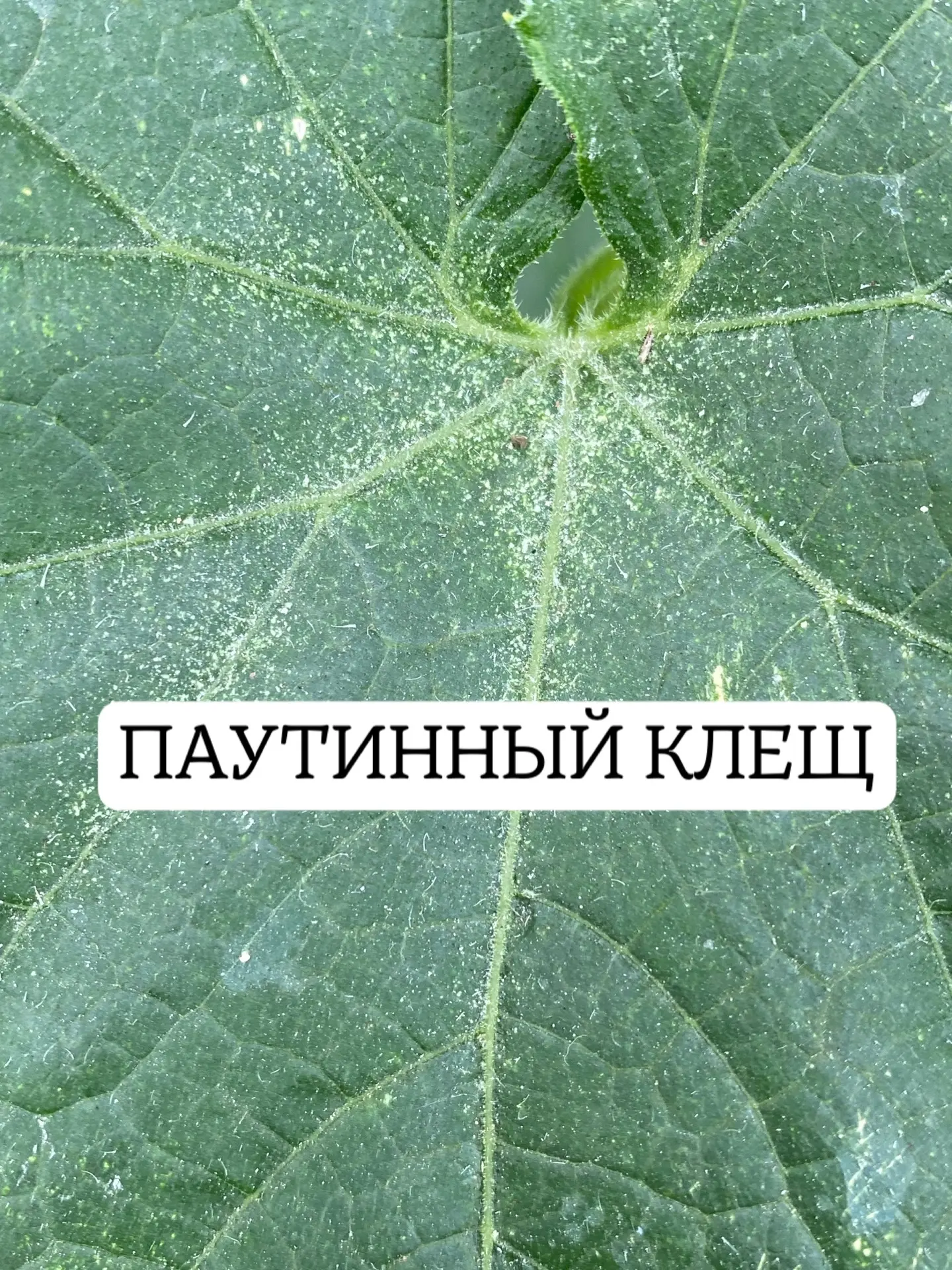 ПАУТИННЫЙ КЛЕЩ НА ОВОЩАХ

СНАЧАЛА НАДО ОПРЕДЕЛИТЬ ЧТО ЭТО ИМЕННО ОН. А то у нас на любое пятнышко го