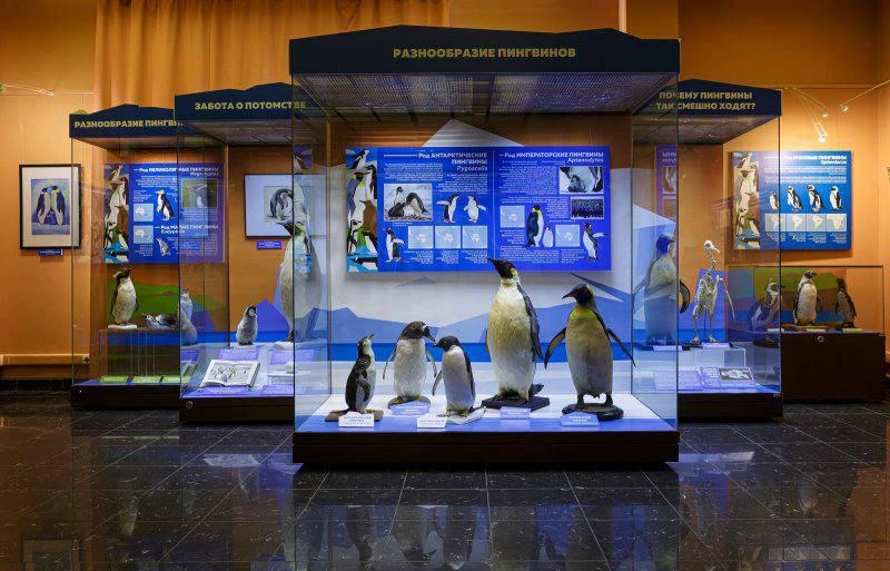 🐧Выставка «Пингвины в Москве»