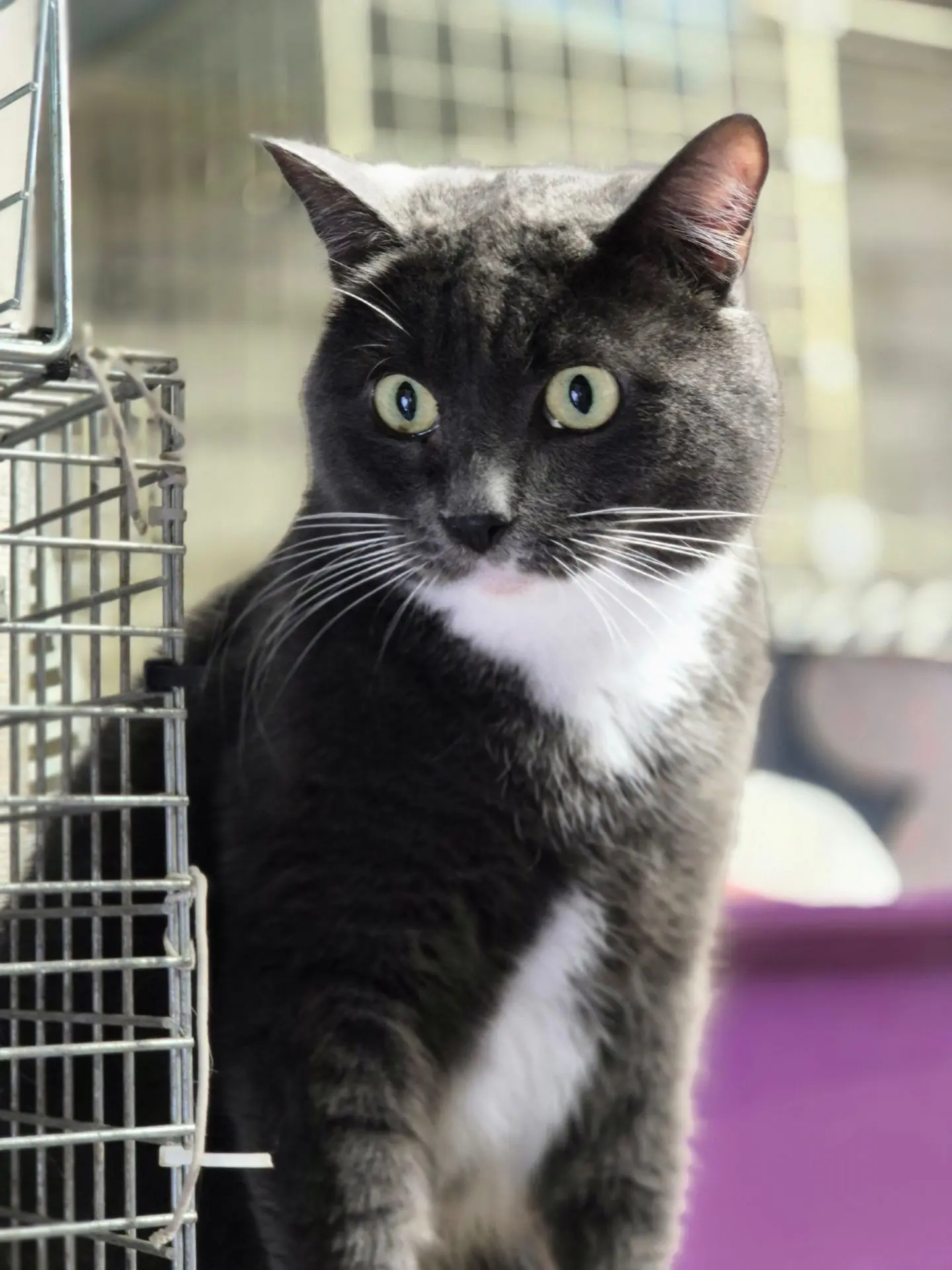 Знакомьтесь, наш Вася 😼

Вася не откажется стать домашним любимым котиком, самым дружелюбным мальчи