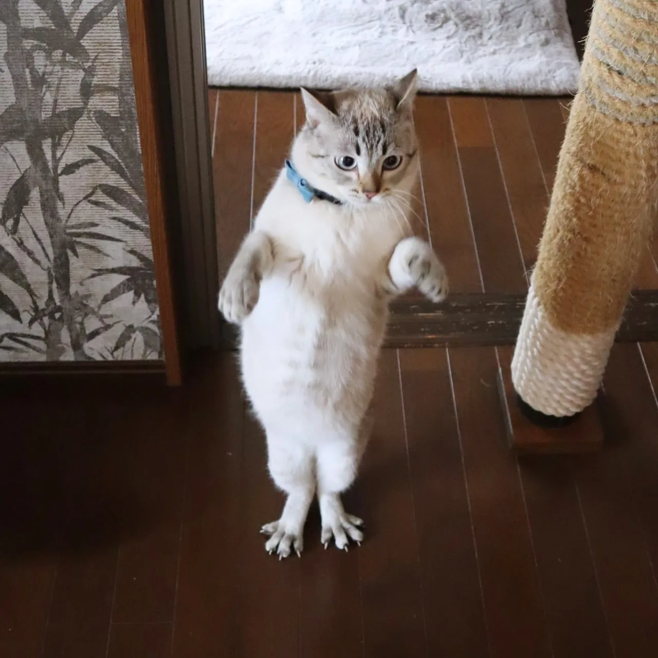 🐾 Спасибо за голосование!

Победило название «Котофакт дня» — именно так и будет называться новая р