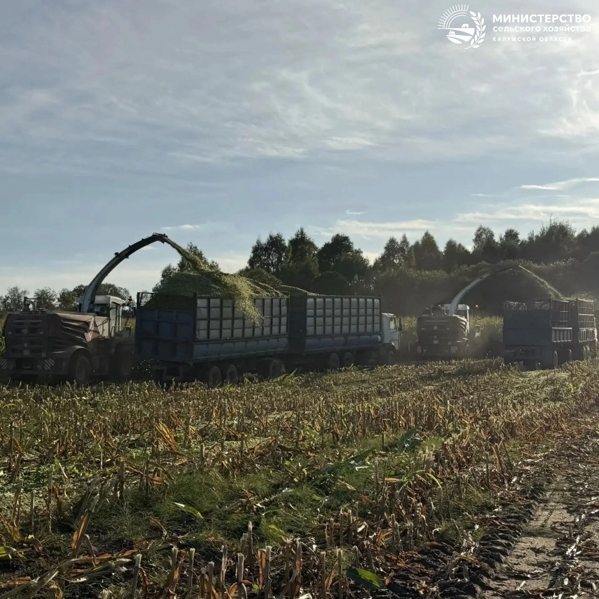 🌽 Силос — витаминный запас для бурёнок.