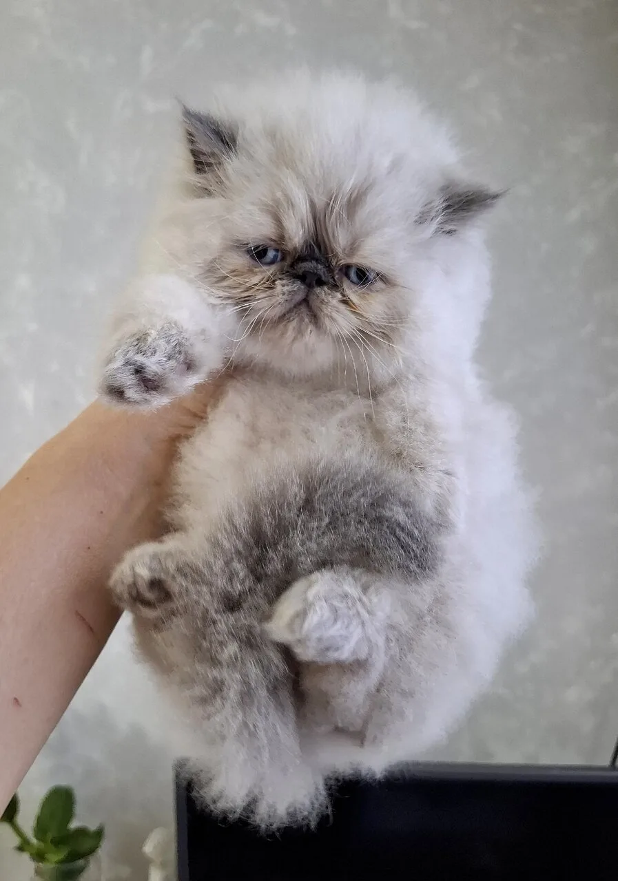 Продам персидских котят, 1,5 мес., мальчик и девочка, Луганск