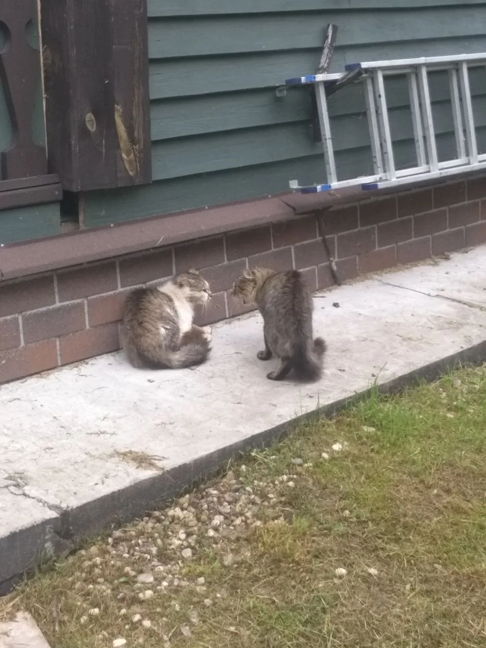 Доброго дня всем хорошим людям!) Многие не в курсе, но коты - это не только мягкие игрушки и мемасик