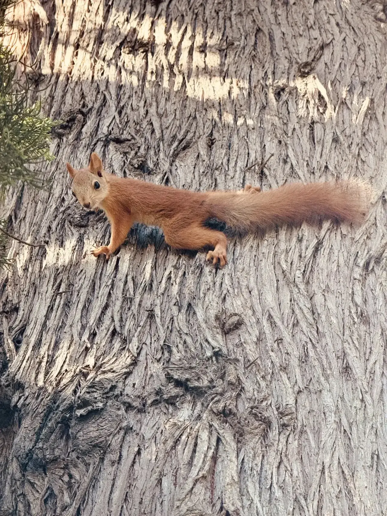Доброе утро, друзья! 🐿️