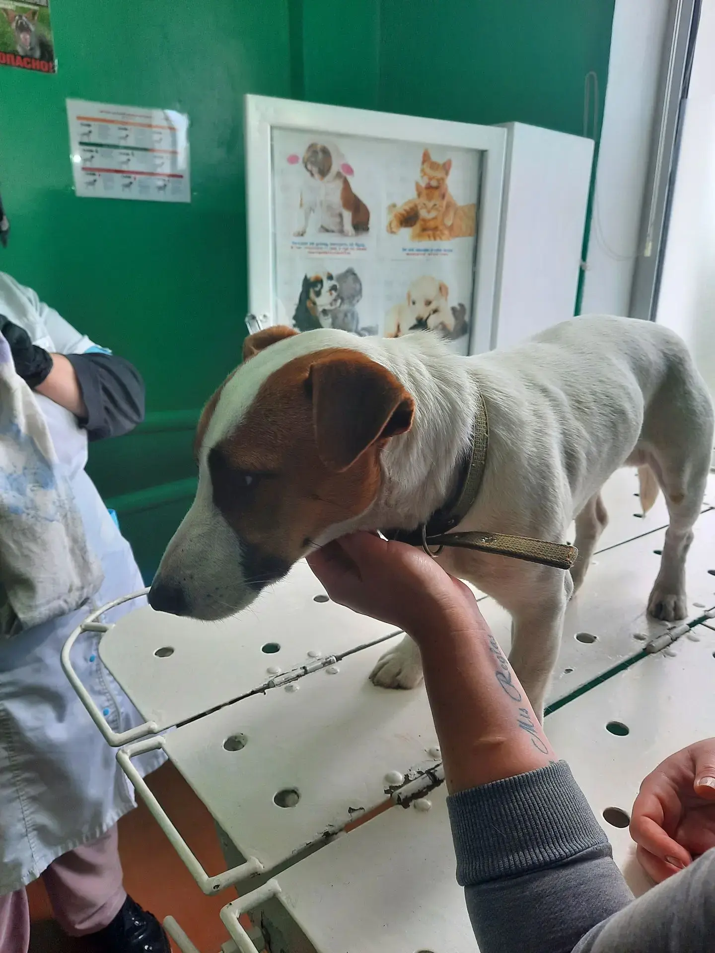 🐕 Ветеринары помогли джек-расселу Майло с острым гастритом